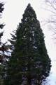 Sequoiadendron giganteum IMG_8848 Mamutowiec olbrzymi